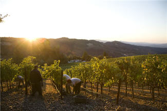 Napa Harvest 2008